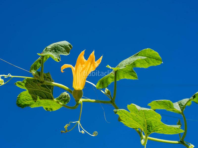 Foto fbae0de3-a0fb-4ed4-a71e-2dd136e61f2c. Rural plot in altos de Estepona Estepona