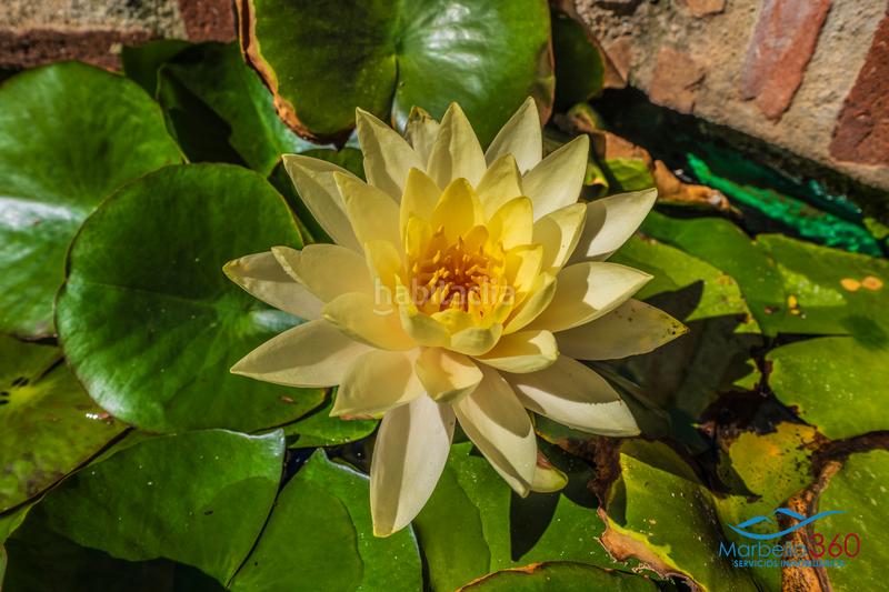 Foto cc3ad949-3e1c-4e71-9724-6b746c8b82eb. Appartamento in avenida de barcelona 6t in Nueva Alcántara Marbella