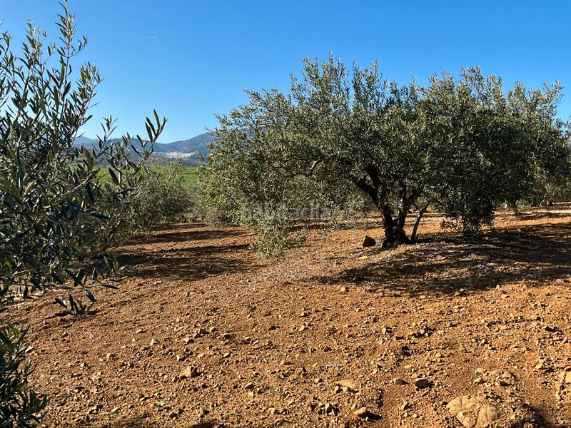 Foto 225dd176-d0ba-4e47-98df-14dc5482290e. Finca rústica a Alozaina