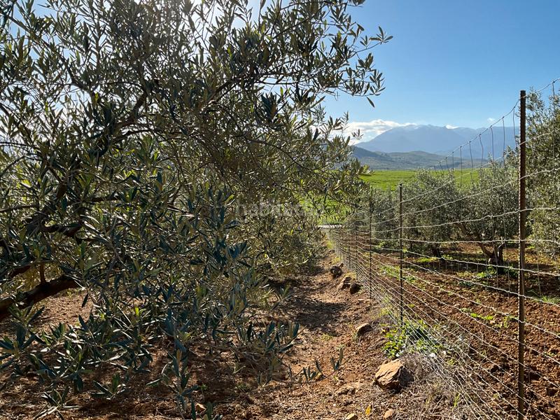 Foto 4f7ce37e-1285-4d6d-967f-095588e13c55. Finca rústica a Alozaina