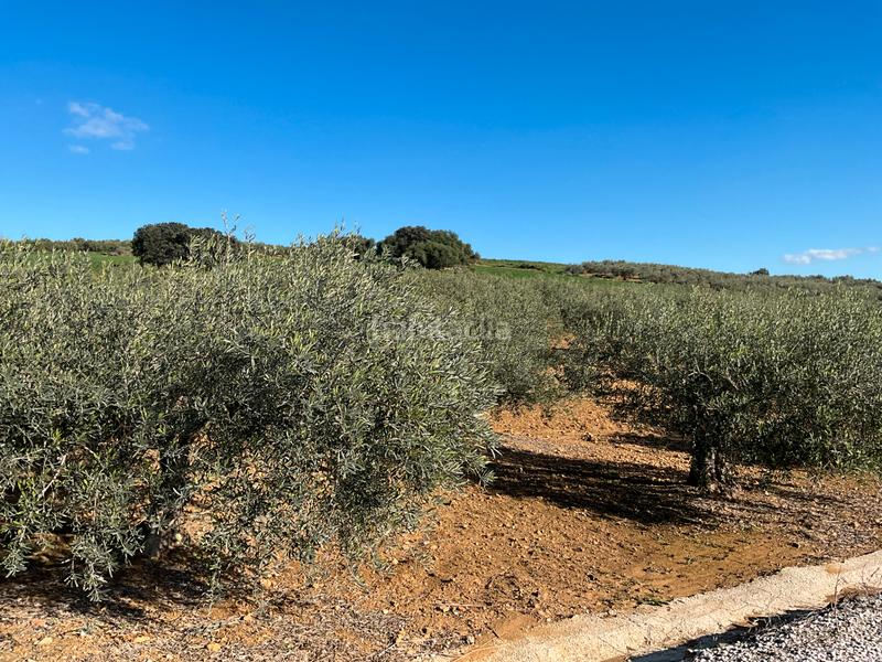 Foto 56c34ebf-99d1-4222-8cf2-cadbea4ed8d1. Finca rústica a Alozaina