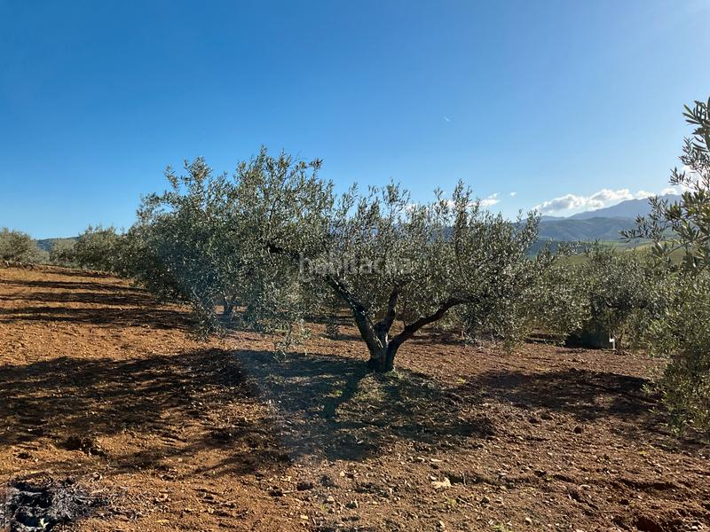 Foto 67312989-778e-457e-9e9e-25b5c107c661. Finca rústica a Alozaina