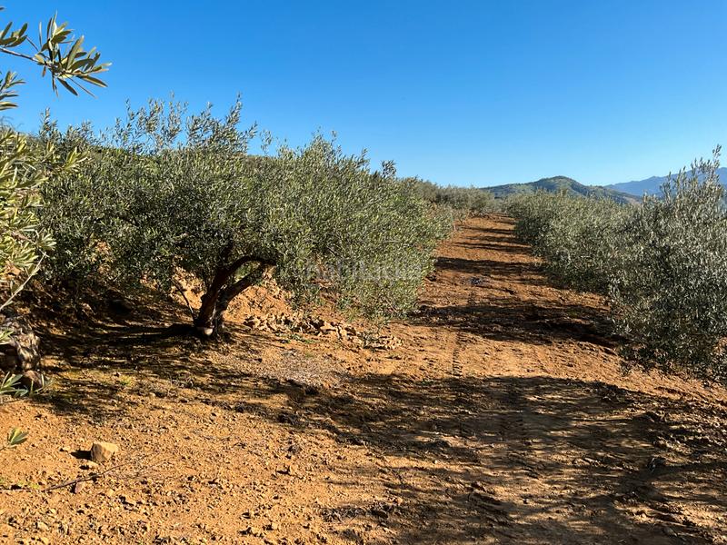 Foto 67410313-a69d-4f4b-ab90-c7758e62ddb3. Finca rústica a Alozaina