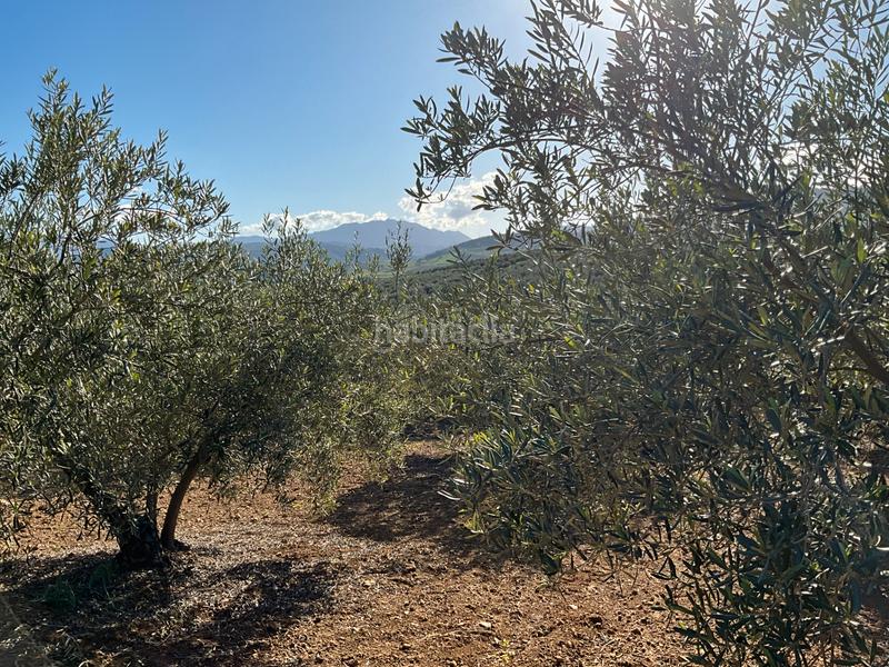 Foto 878d6357-db0e-4079-b1ea-a05ad1c81b32. Finca rústica a Alozaina