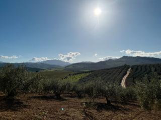 Finca rústica  Calle meson. Terreno con olivos de secano