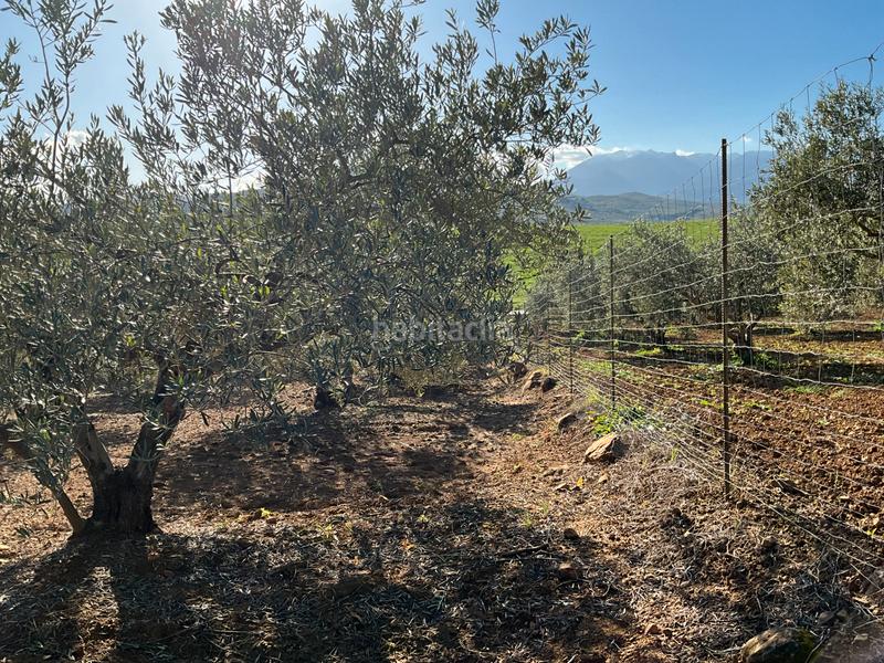 Foto a907fad5-f808-4ab3-9455-c6cd7a39f2d0. Finca rústica a Alozaina