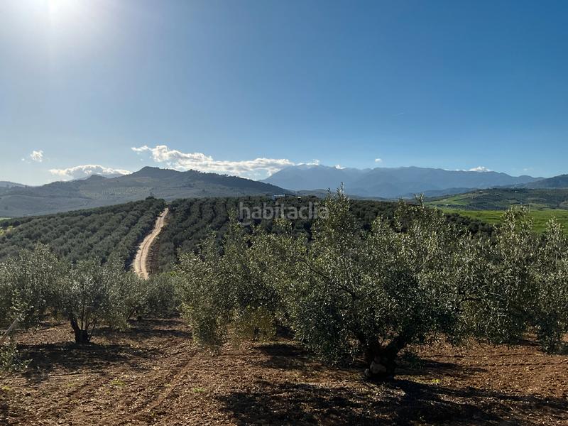 Foto ecbb389a-b457-4e82-9b46-41efc6ca1c6c. Finca rústica a Alozaina