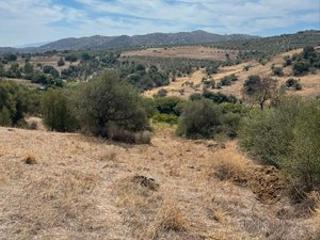 Finca rstica  N/a. Terreno con olivos en venta en guaro