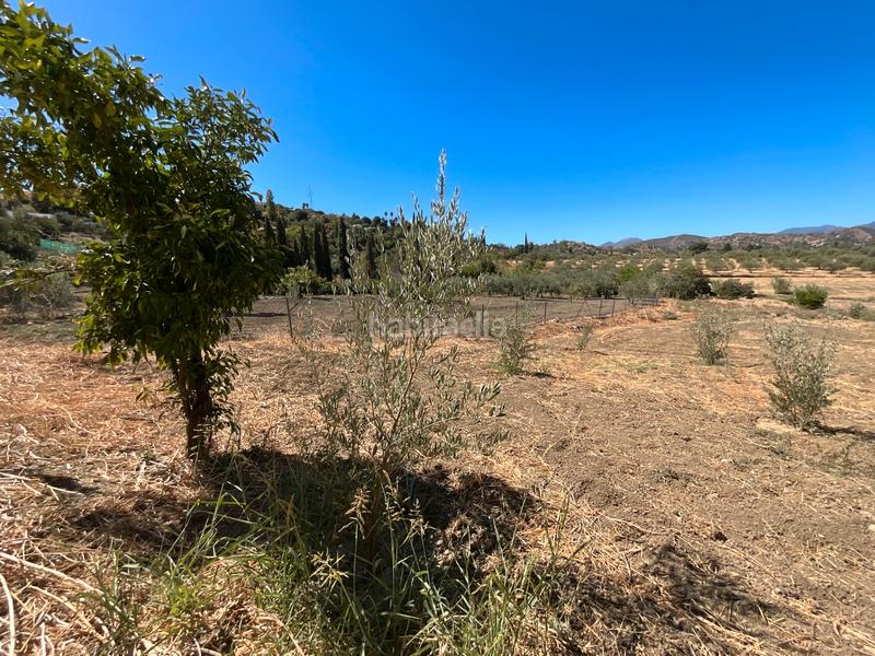 Foto 885bad9a-4f2e-4539-a4ea-4f1971849c0b. Mas dans Coín