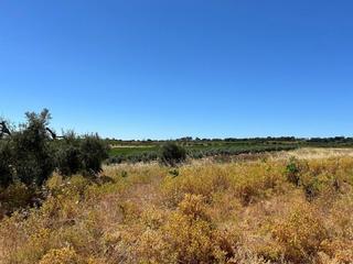 Rural plot in Bollullos Par del Condado