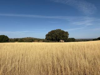 Casale in Ruidera. Finca de recreo, caza varias, vallada, buena nave, y construccio