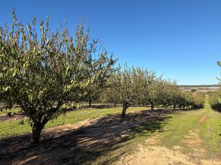 Finca rústica en Bollullos Par del Condado. Finca rústica de almendros
