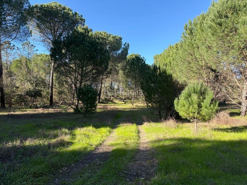 Foto 78a1a045-4335-42d0-8350-b5f6c8a7fe95. Finca rústica a Rociana del Condado
