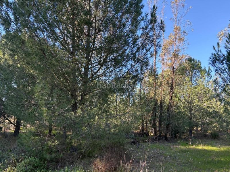 Foto 1173701d-e354-43e8-9334-405b72c2ab8d. Finca rústica a Rociana del Condado