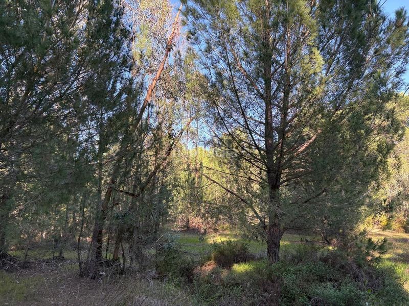 Foto 4958f601-fd48-4f53-8ebd-fc7a78e978b8. Finca rústica a Rociana del Condado