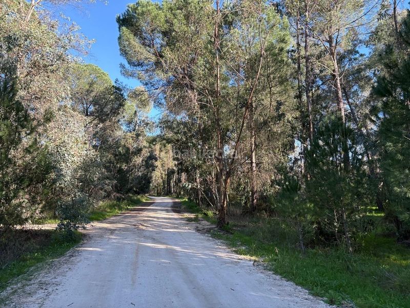 Foto b17d5d99-04b6-4b44-99d7-4e6755181eda. Finca rústica a Rociana del Condado