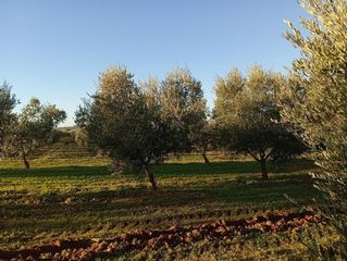 Landgut in Manzanilla. Magnífica finca de olivar en producción