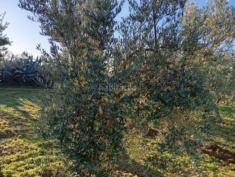 Foto 806ce212-b9c5-4400-a5b2-a5b489ff489d. Finca rústica a Manzanilla