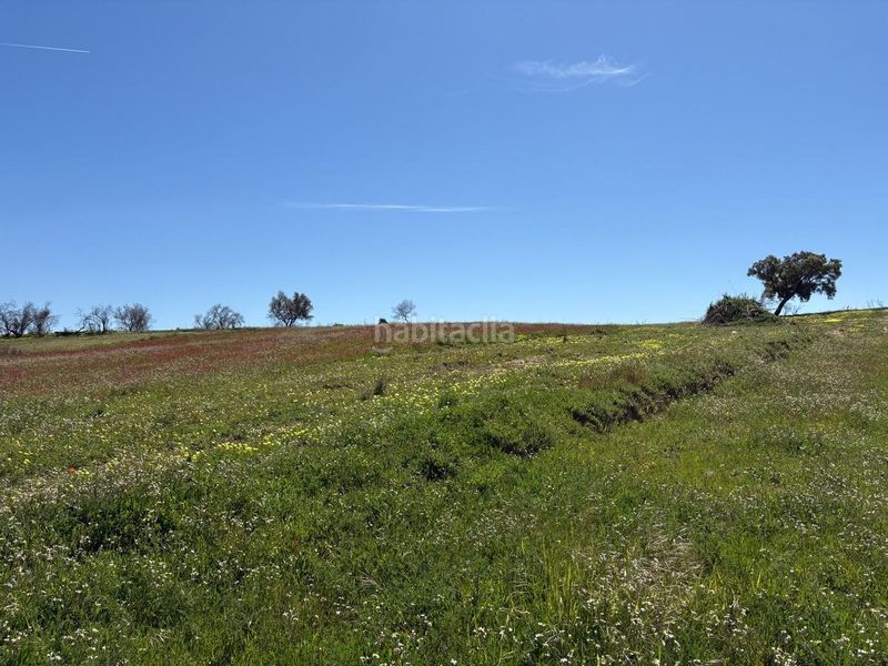 Foto 25541c73-a267-4181-8a20-2e8d385b15a9. Finca rústica a Bollullos Par del Condado