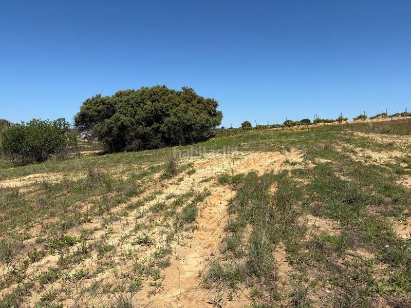 Foto 5bd538e3-382c-4c10-a7c9-6926815c235b. Finca rústica a Bollullos Par del Condado