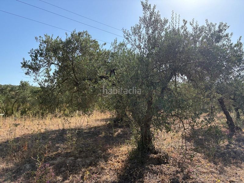 Foto 00cc323d-c228-4252-af54-0cee73d253d8. Finca rústica a Sanlúcar la Mayor