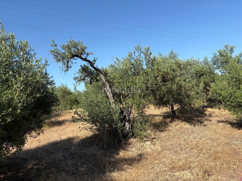 Foto 01b1c8e0-72b9-498b-b698-91db83297d11. Finca rústica a Sanlúcar la Mayor