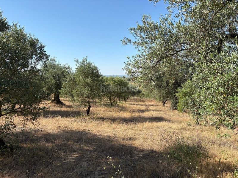 Foto 1557dccd-71c8-432e-a1c9-9a6ab6d5a471. Finca rústica a Sanlúcar la Mayor