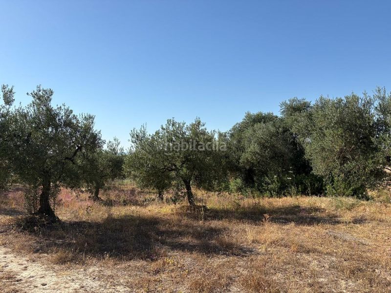 Foto 4144998e-156c-46a5-92c2-78d938e79f4c. Finca rústica a Sanlúcar la Mayor