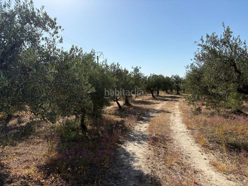 Foto a6a6855f-8a1e-4230-87e4-52daecf54165. Finca rústica a Sanlúcar la Mayor