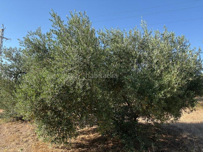 Foto c978dc21-085f-4fc0-bb5c-b0eb9388959f. Finca rústica a Sanlúcar la Mayor