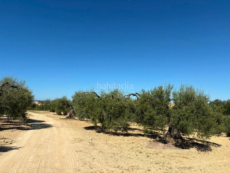 Foto 1d6b3d84-0701-44c4-a084-82e78d74ea34. Finca rústica a Bollullos Par del Condado