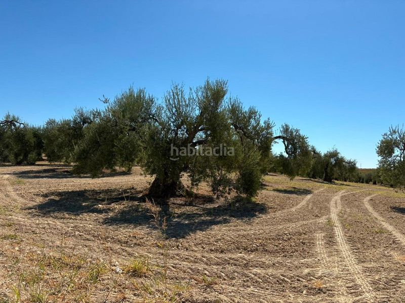 Foto 4552efb8-3943-427c-8b07-acbaf8628ee3. Finca rústica a Bollullos Par del Condado