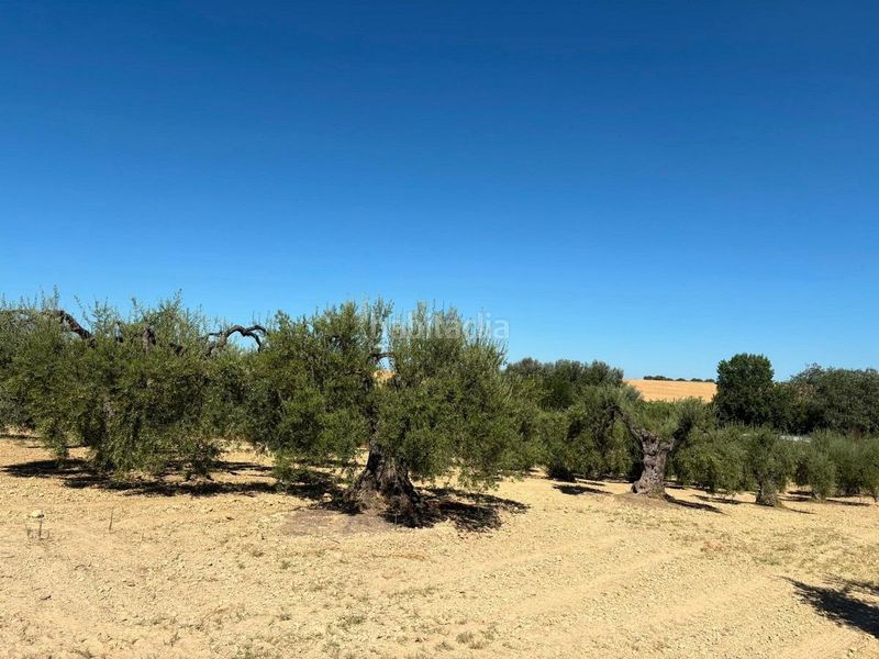 Foto 848aa556-f652-4b7c-a798-595df4919f9c. Finca rústica a Bollullos Par del Condado