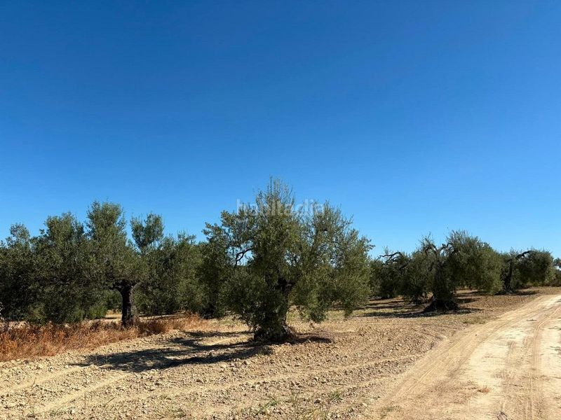 Foto d13d010e-cf88-4437-91a8-edc052702224. Finca rústica a Bollullos Par del Condado