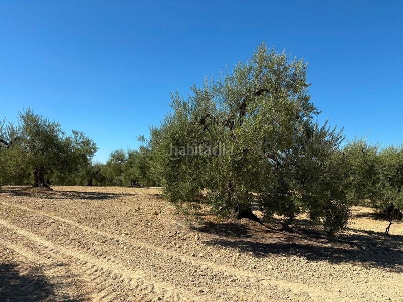 Foto d50a3eea-1393-4df1-b71e-96b4c9c59244. Finca rústica a Bollullos Par del Condado