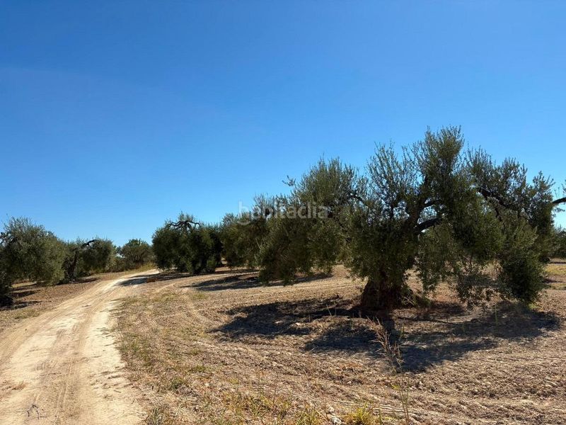 Foto f4162256-3c76-4a11-a88b-e92d2e3c5631. Finca rústica a Bollullos Par del Condado