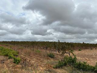 Propriété à Bollullos Par del Condado. Finca rúst. en venta en periferia.