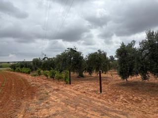 Masia a Almonte. Finca en venta en almonte.