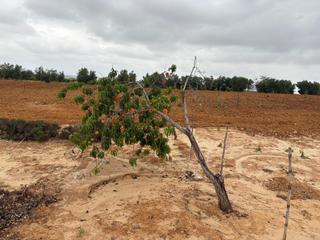 Masia a Bollullos Par del Condado. Finca en venta en bollullos par del condado.