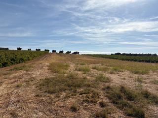 Finca rústica a Bollullos Par del Condado. Parcela rússtica de labor