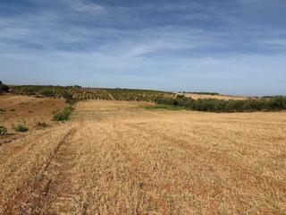 Finca rústica a Bollullos Par del Condado. Parcela rústica