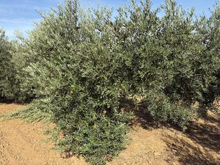 Finca rústica a Bollullos Par del Condado. Finca de olivar