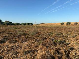 Finca rústica a Bollullos Par del Condado. Parcela rústica de labor