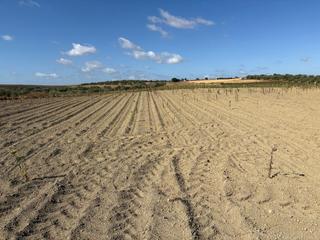 Finca rústica a Bollullos Par del Condado. Finca rústica de labor bien ubicada