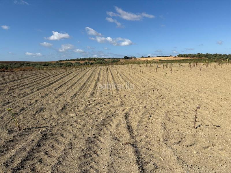 Foto 29b3c831-8d4c-46b0-9d2e-085162c0a11a. Finca rústica  de labor bien ubicada en Bollullos Par del Condado