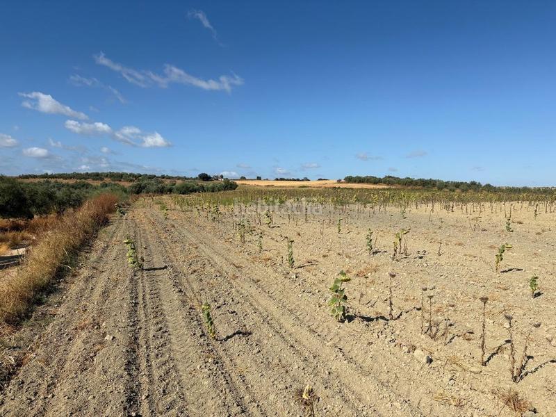 Foto ab42b12a-d914-4280-b4ef-390f787b91e9. Finca rústica  de labor bien ubicada en Bollullos Par del Condado