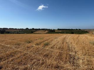 Finca rústica a Bollullos Par del Condado. Parcela rústica próxima al pueblo