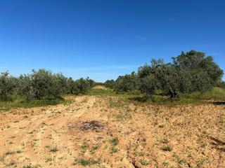 Rural plot in Bollullos Par del Condado