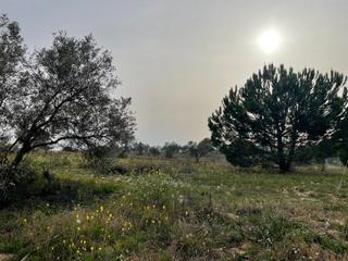 Masia a Palma del Condado (La)