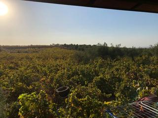 Bauernhof in Villalba del Alcor